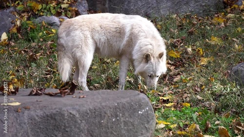 Southern Rocky Mountain Gray Wolf (Canis lupus youngi) walks and sniffs amidst boulders and a cave entrance. photo