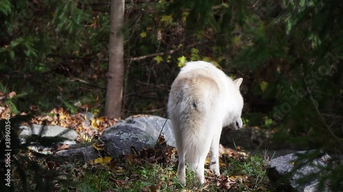 Southern Rocky Mountain Gray Wolf (Canis lupus youngi) walks in wooded area amidst bounders, then climbs down behind hill. photo