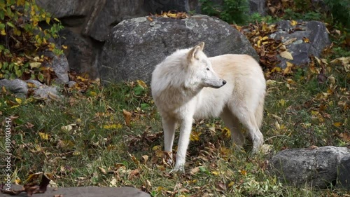 Southern Rocky Mountain Gray Wolf (Canis lupus youngi) stands amid boulders, looking warily to the right.  She opens her mouth to vocalize. photo