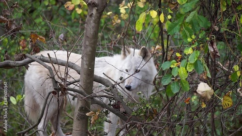 Southern Rocky Mountain Gray Wolf (Canis lupus youngi) stands inside a wooded thicket and looks around. photo