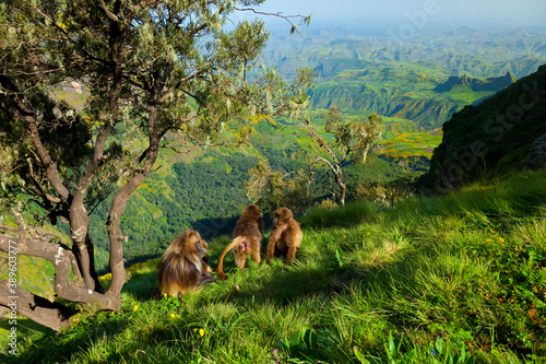 BABUINO GELADA -  Gelada Baboon  Theropithecus gelada   Parque Nacional Monta  as Simien  Etiopia  Africa