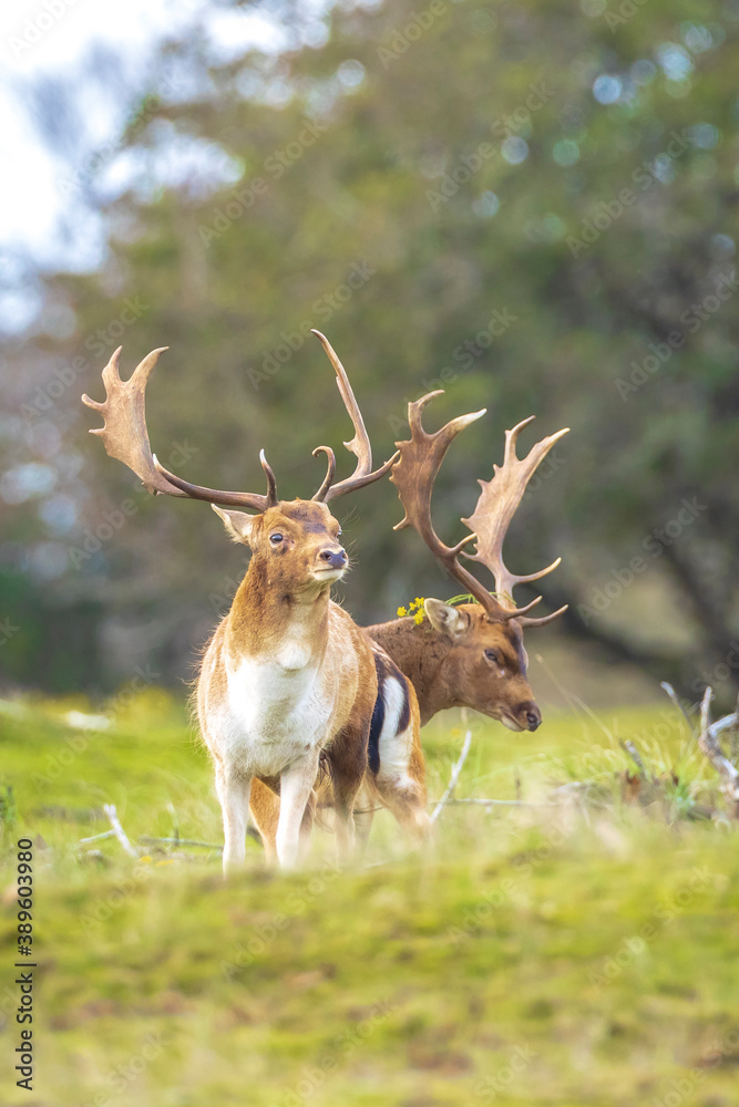 Fototapeta premium Two Fallow deer stags, dama dama, fighting in rutting season