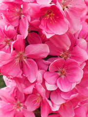 Fotobehang Roze Bloeiende appelbloesem in lente  © Paylessimages