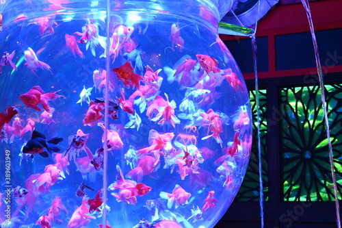 アクアリウムで泳ぐ日本の美しい金魚達とライトアップ