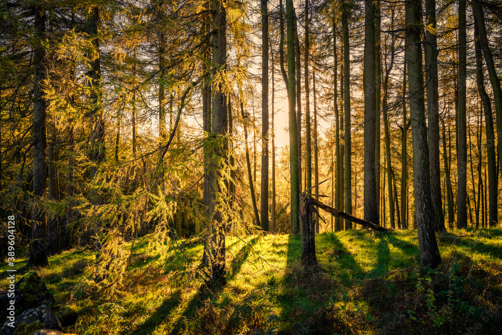 Obraz premium Larch in Fishpond Wood