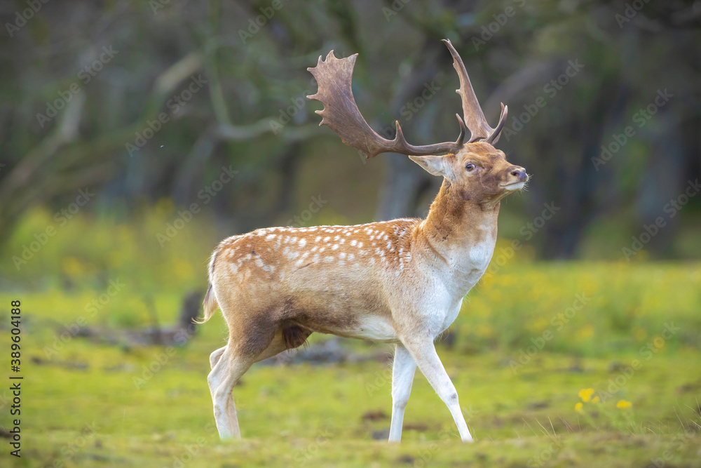 Fallow deer stag rut during Autumn season.