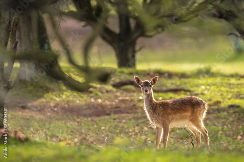 Fallow deer fawn Dama Dama in Autumn