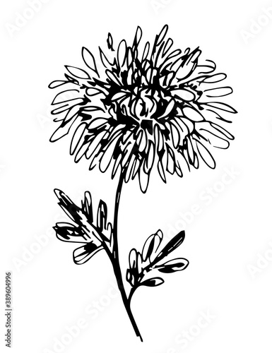 Hand-drawn black and white vector drawing in engraving style. Chrysanthemum flower, stem leaves. For prints, labels, stickers, postcards.
