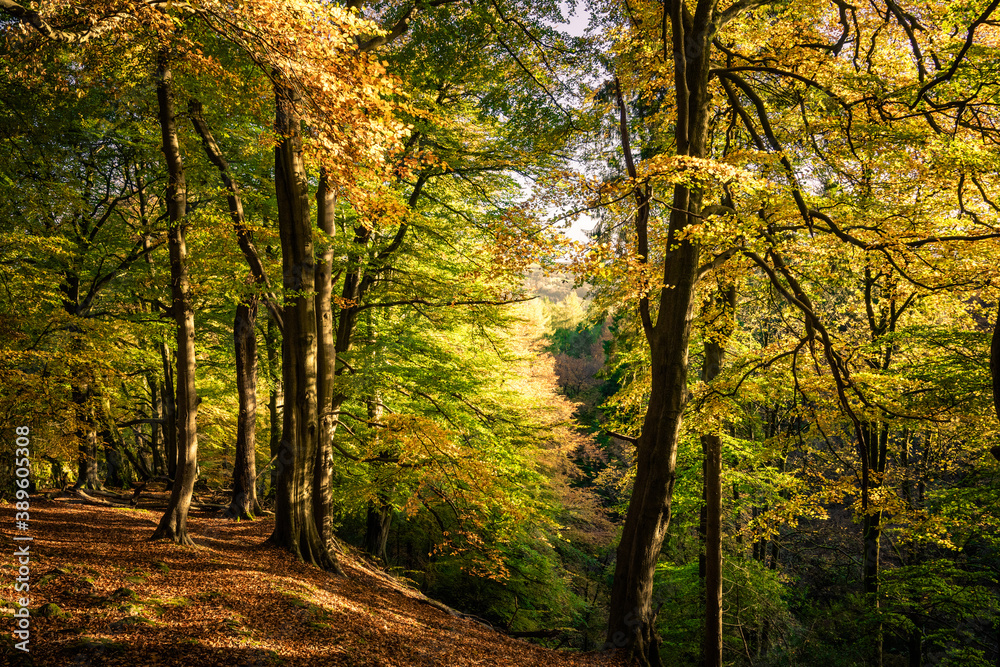 Strikes Wood in Autumn