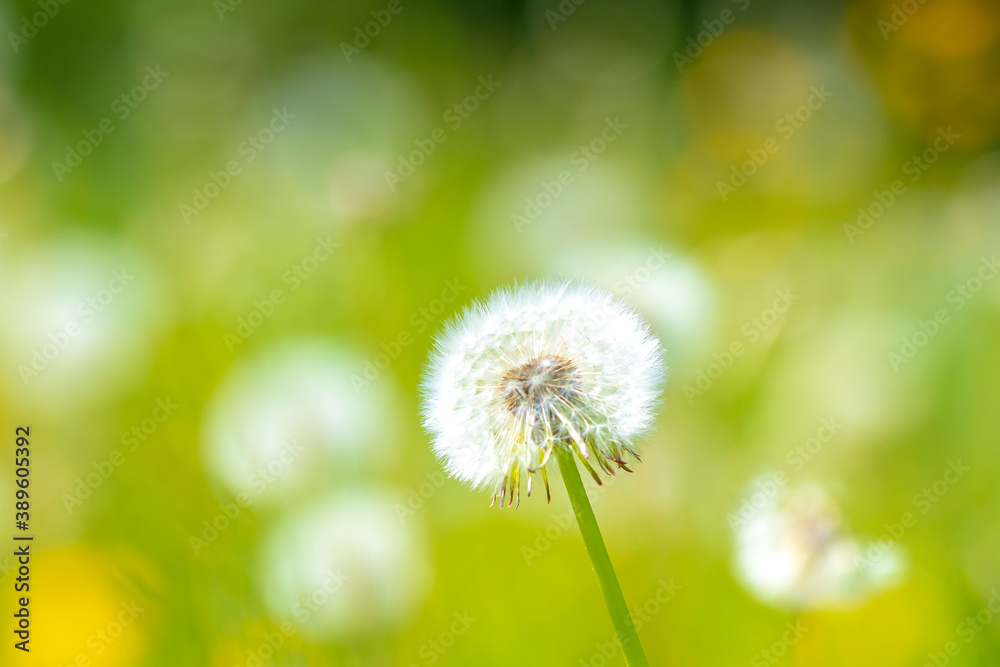 Dandelion seeds blowing away with the wind in a natural blooming meadow Dandelion seeds blowing away with the wind in a natural blooming meadow