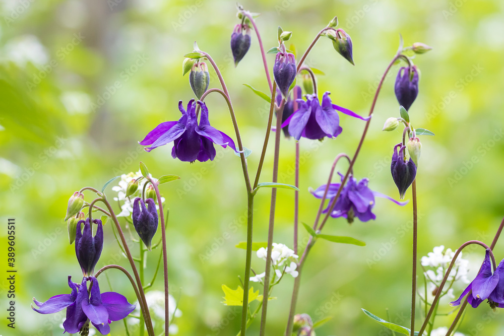 Blooming purple flowers of Aquilegia vulgaris, European columbine, common  columbine, granny's nightcap, granny's bonnet Photos | Adobe Stock