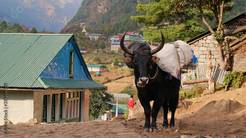 Black colored Dzo, a hybrid between yak and domestic cattle and used for transport in the Everest Region at lower altitude, loaded with bags in a village on Everest Base Camp Trek, Nepal. photo