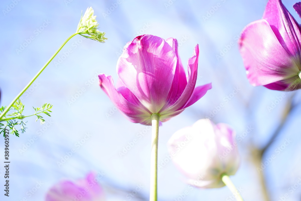 淡い紫色のチューリップの花と青空 淡い紫色のチューリップの花と青空