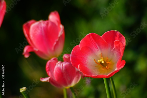 濃いピンク色のチューリップが３輪