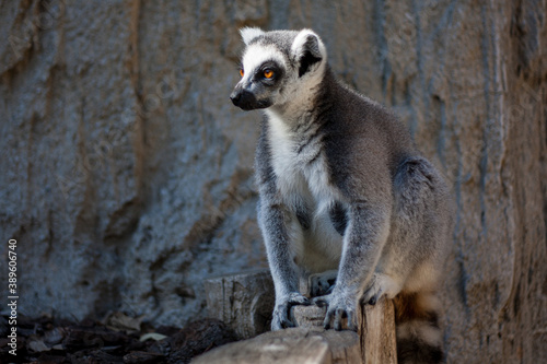 Lemur beobachtet andere Tiere in der Sonne