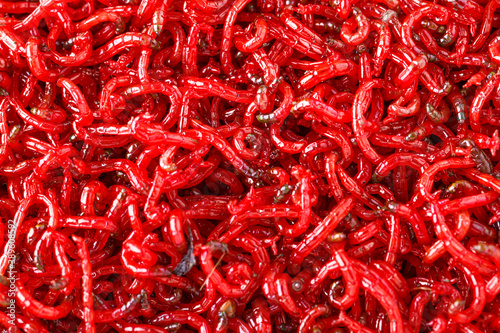 bloodworm  close-up. Macro shooting. nozzle for fishing. photo