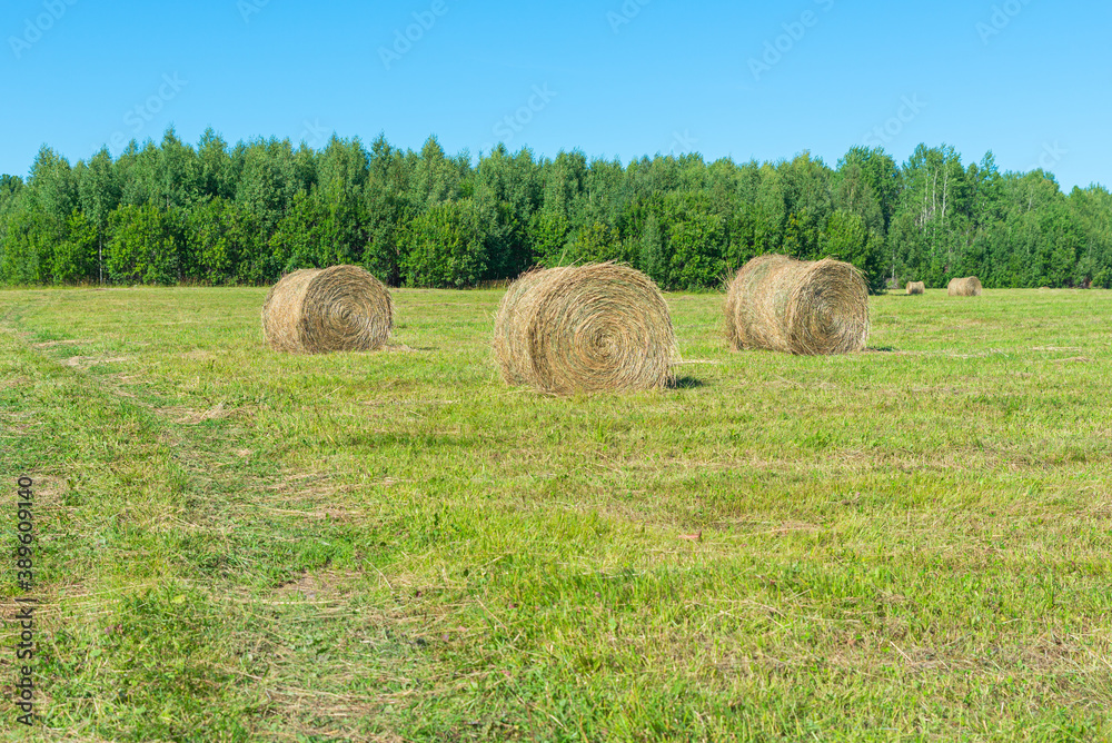 Pressed straw briquettes in the field. Collection of dry herbs for agriculture.