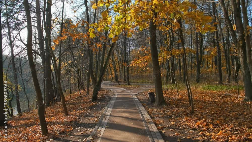 Beautiful alley in autumn park with colorful maple leaves in sunny autumn day.