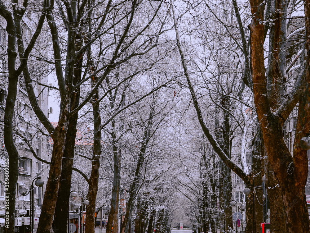 Fototapeta premium Trees in Winter 
