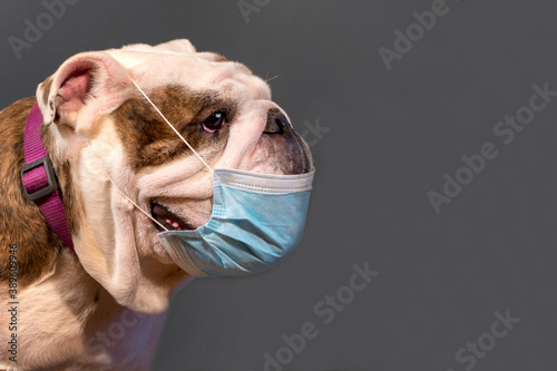 English Bulldog wearing medical mask © B.Stefanov