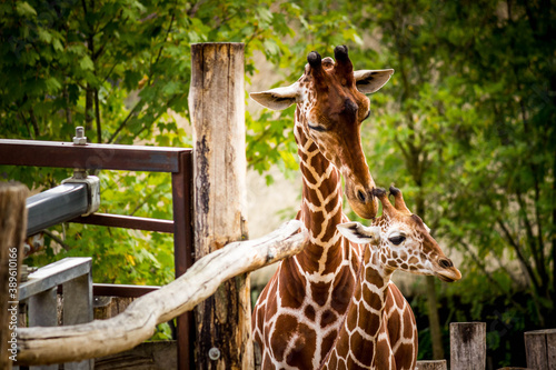 Canvas Print portrait of a giraffe