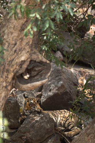 Tiger cub under tree shade  Ranthambore Tiger Reserve