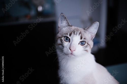Fototapeta Naklejka Na Ścianę i Meble -  White young cat looks into the camera with blue eyes. Split empty space on a dark background