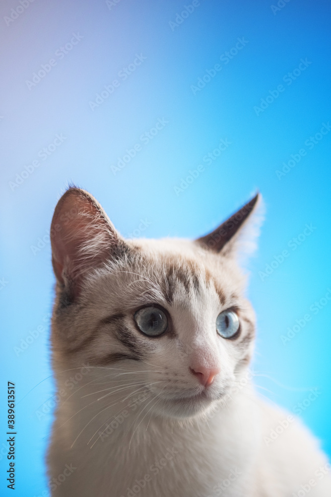 White cat with blue eyes on a blue background looks to the side. Vertical photo and blank space for text or advertisement from above
