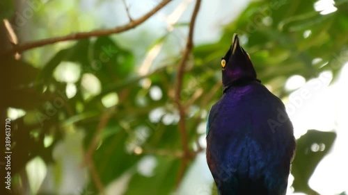 Rueppells starling in tropical rainforest. Exotic african wild bird in green lush foliage. Colorful iridescent navy blue plumage of sturnidae. Vivid feathers. Tree canopy in jungle paradise forest. photo