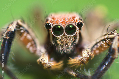 Head shot of  plexippus paykulli is a jumping spider  © Sarath