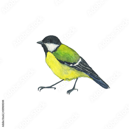 Great Tit or Titmouse isolated on white background. Watercolor hand drawing illustration. Perfect for print, card, poster. Tomtit bird.
