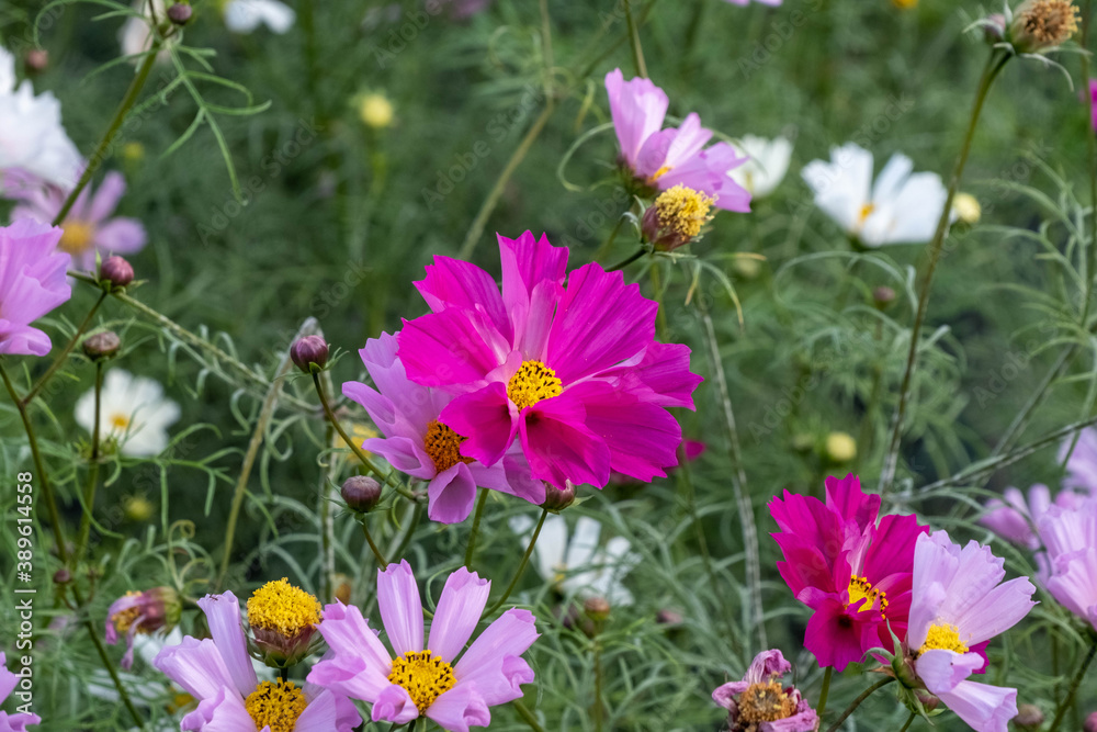 コスモスの花 コスモスの花
