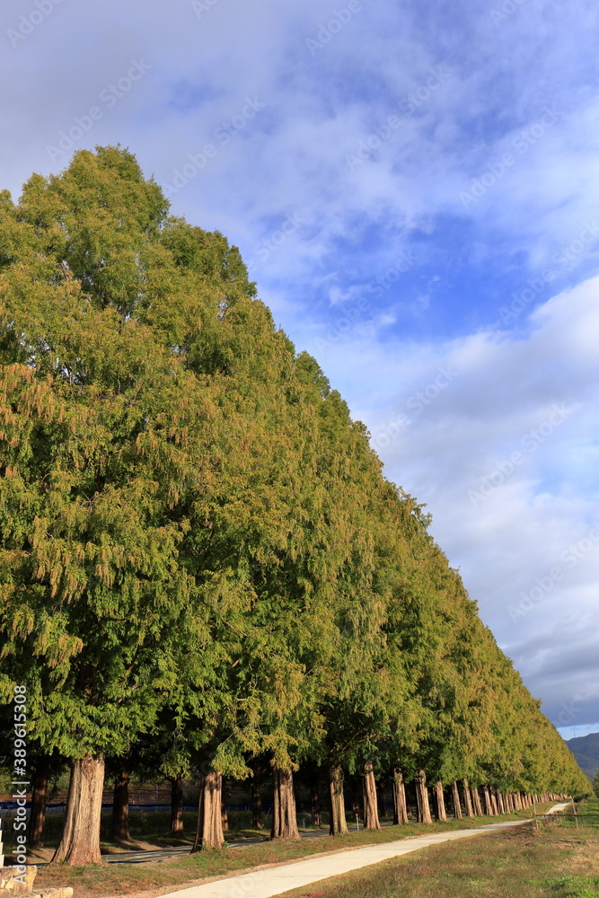 初秋のメタセコイア並木