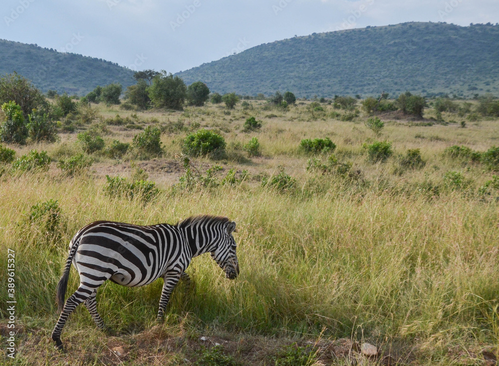 Obraz premium Zebra