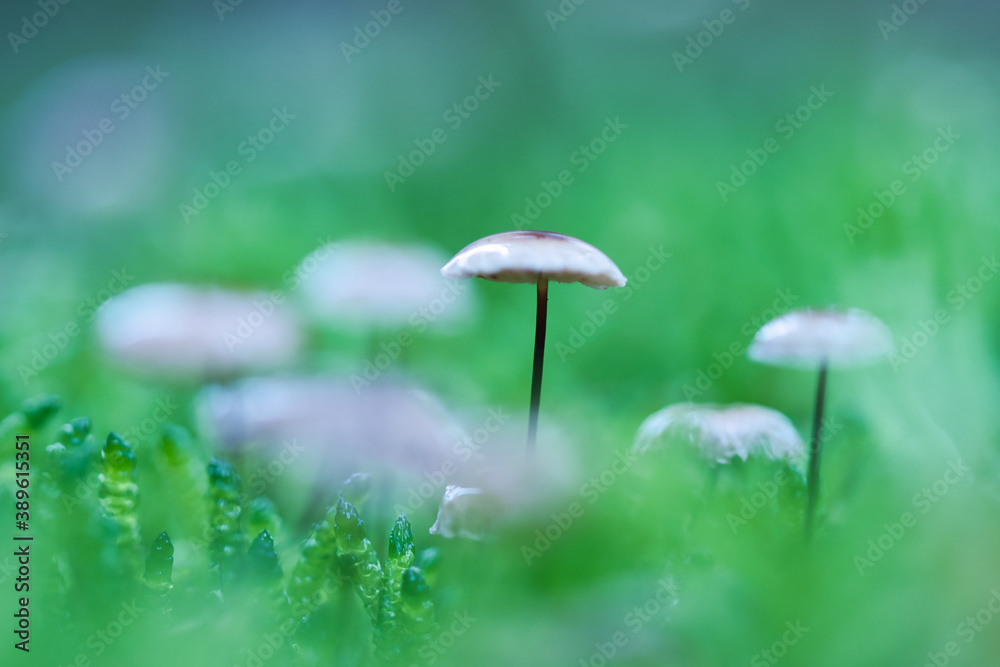 Abstract green blurred background with one sharp small wild forest mushroom on the thin stem in the center, defocussed hats and forest moss around it, moody Abstract green blurred background with one sharp small wild forest mushroom on the thin stem in the center, defocussed hats and forest moss around it, moody
