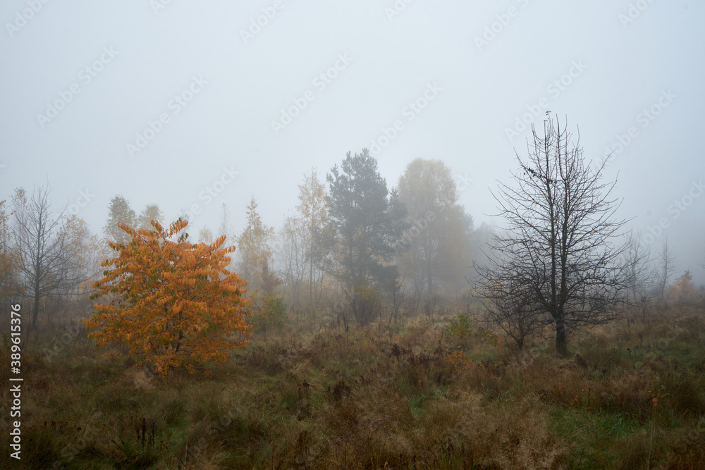łąka we mgle ,drzewa ,mgła ,łąka