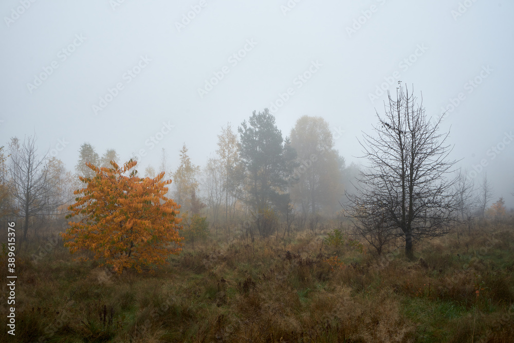 łąka we mgle ,drzewa ,mgła ,łąka łąka we mgle ,drzewa ,mgła ,łąka