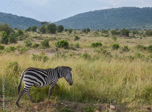 Zebra