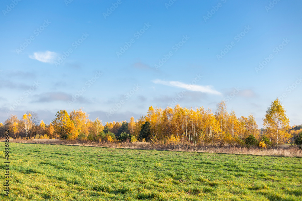 Autumn landscape with yellow birch forest and blue sky. Autumn birch and mixed forest on the horizon contrasts with the green field in the foreground. Selective focus. contrast in the autumn forest. 