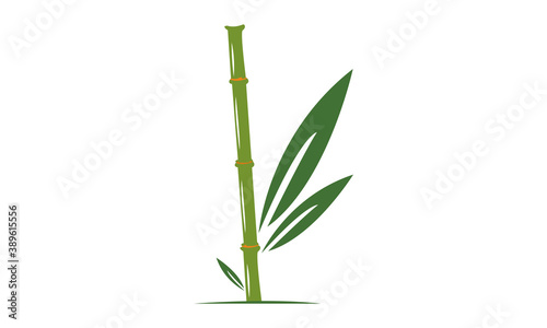 Bamboo Plant Isolated on White Background Vector Image