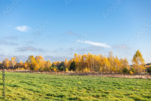 Autumn landscape with yellow birch forest and blue sky. Autumn birch and mixed forest on the horizon contrasts with the green field in the foreground. Selective focus. contrast in the autumn forest. 