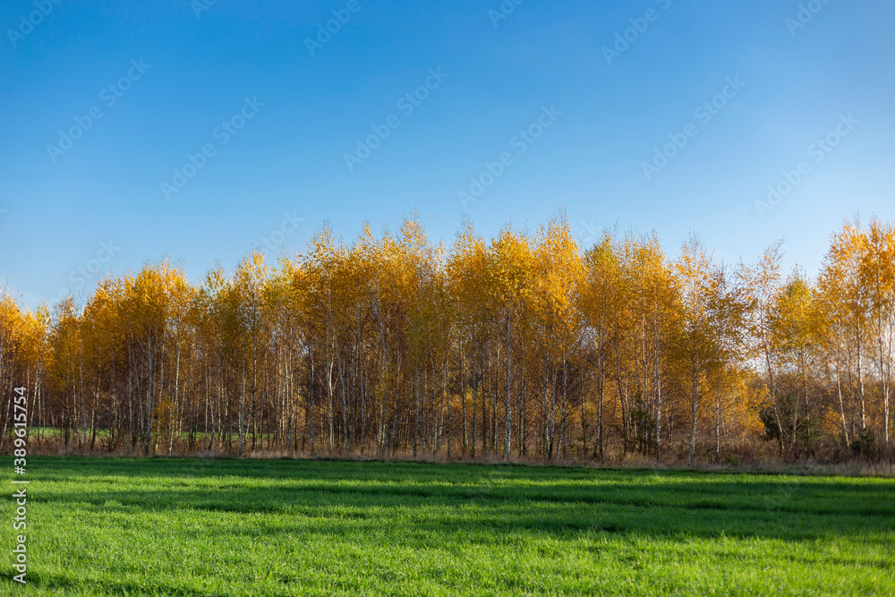 Autumn landscape with yellow birch forest and blue sky. Autumn birch and mixed forest on the horizon contrasts with the green field in the foreground. Selective focus. contrast in the autumn forest. 