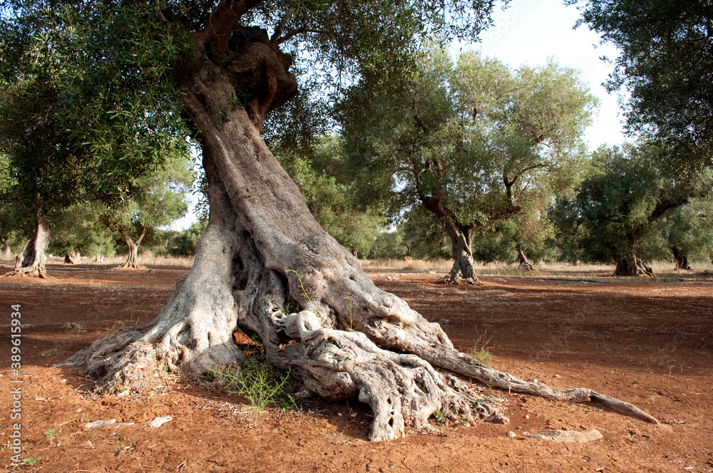 Secular Olive Tree in Salento, South Italy Secular Olive Tree in Salento, South Italy