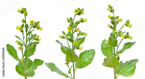 Nicotiana or tobacco plants. Flowers isolated on white photo