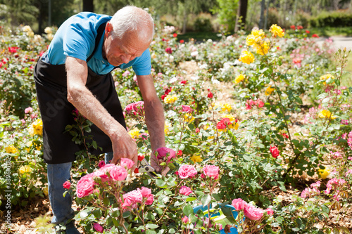 Portrait of senior man cutting back shoots of rose bushes at flowerbed in park © JackF