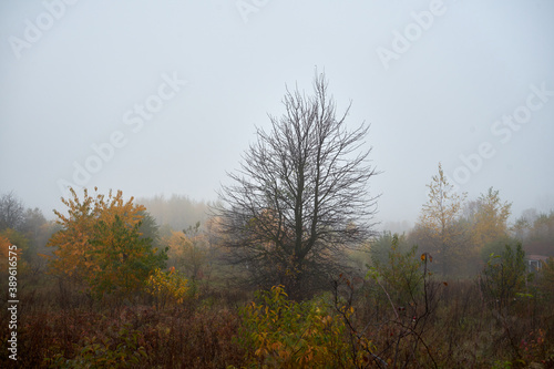 łąka we mgle ,drzewa, mgła ,łąka 