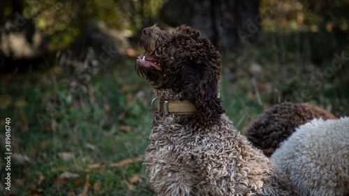 Truffle finding dogs (Lagotto romagnolo)