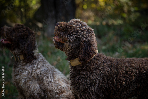 Truffle finding dogs (Lagotto romagnolo)