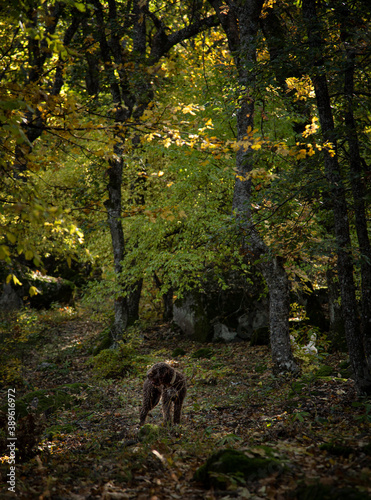 Truffle finding dogs (Lagotto romagnolo)