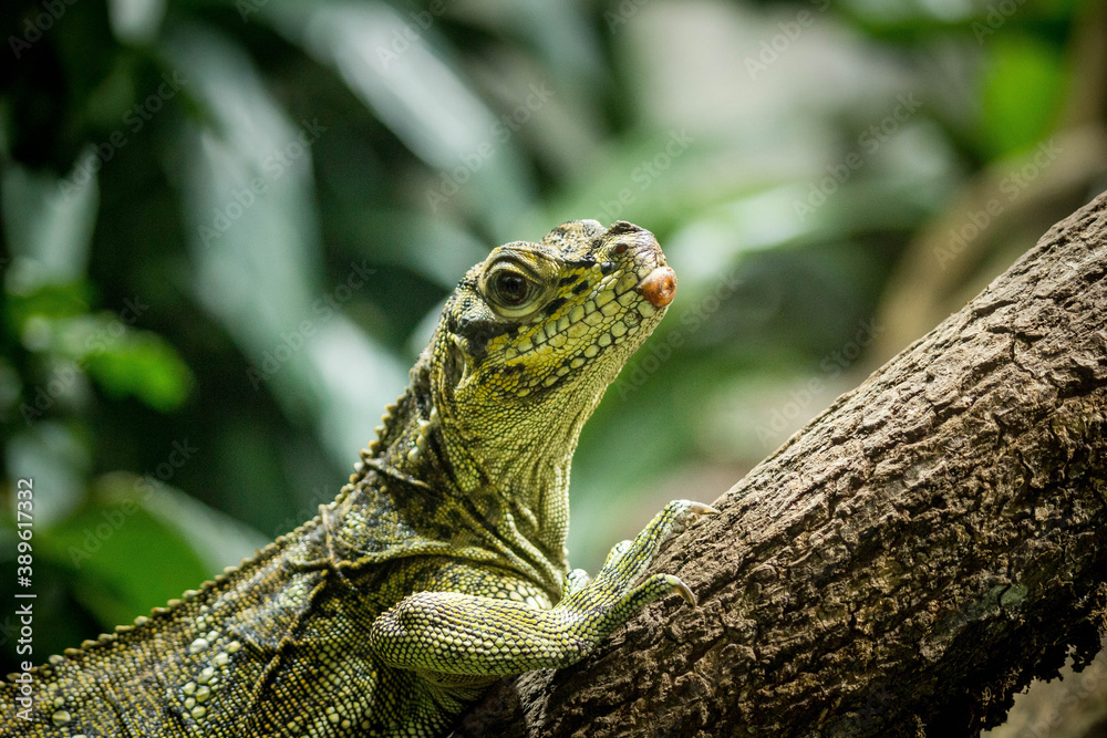 Naklejka premium lizard on the tree